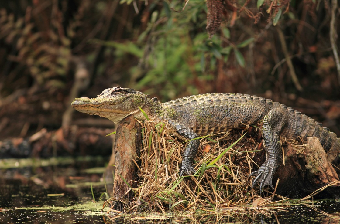 Okefenokee Swamp Park